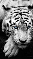 descargar wallpaper de animales